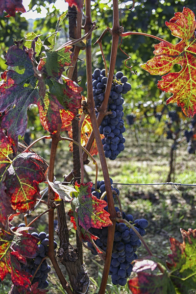 Colorful vineyard Print