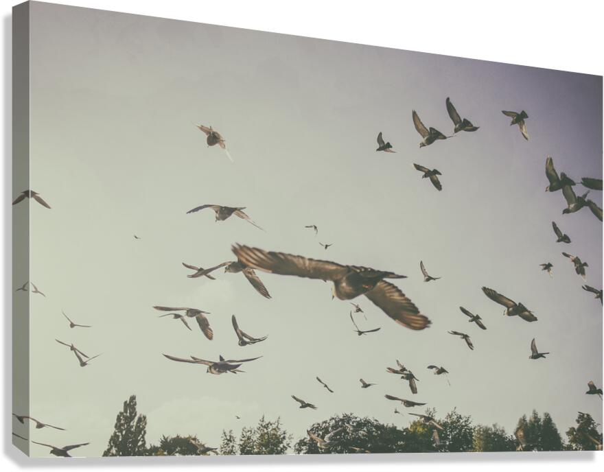 flying Canvas Print