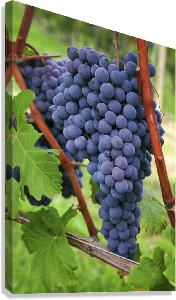 Blue grapes Canvas Print