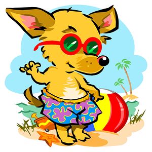 beach chihuahua dog pet nature animal summer cani