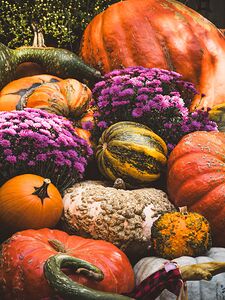 pumpkin harvest fall fruit nature