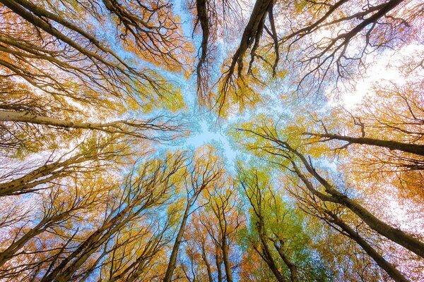 trees tree canopy forest branches by Sastroredjo