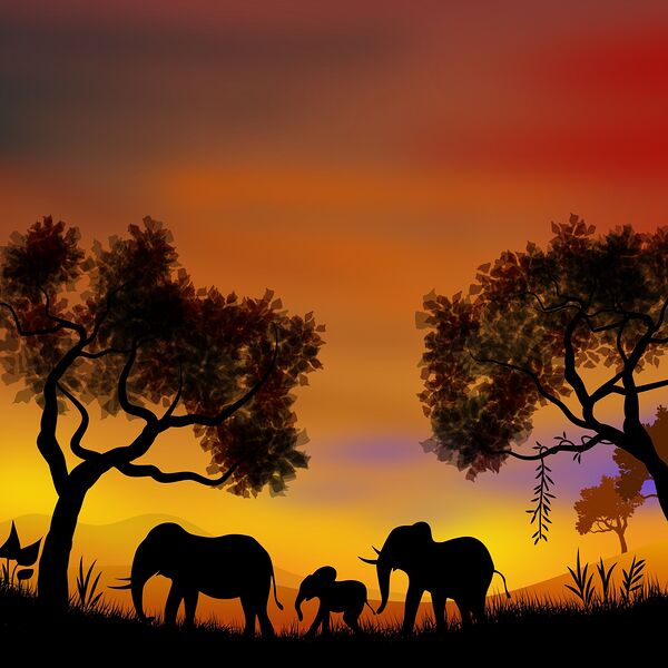 landscape illustration elephants animals africa s Print