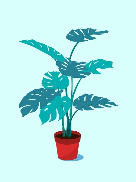 plant foliage monstera leaves nature houseplant c Print