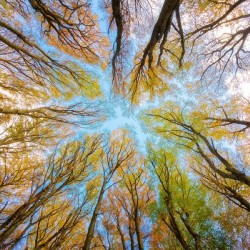 trees tree canopy forest branches