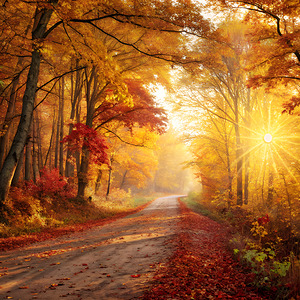 Golden Embrace: Autumns Radiant Path