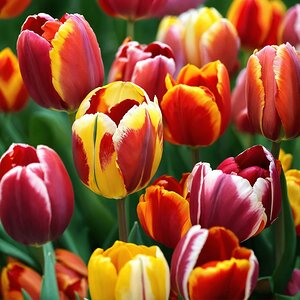 Showcase the stunning colors and shapes of tulips