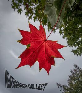 The tree leaf