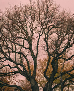  A tree shedding leaves