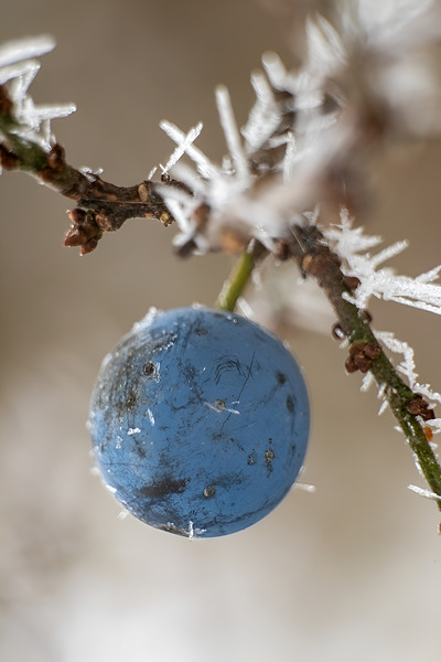 : Frosted Jewel by larachdesign