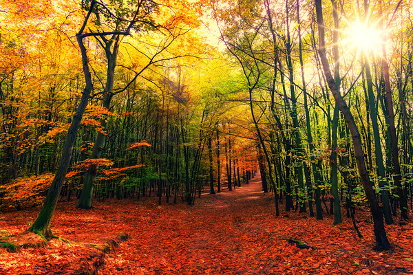 Golden Embrace: Autumns Radiant Path by larachdesign