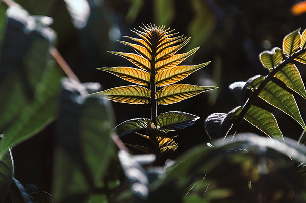 : Sunlit Majesty Print
