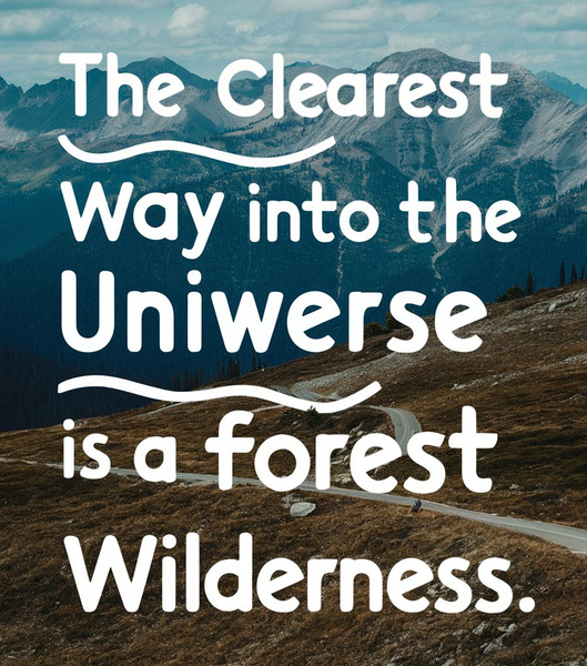 The forest grandeur Print