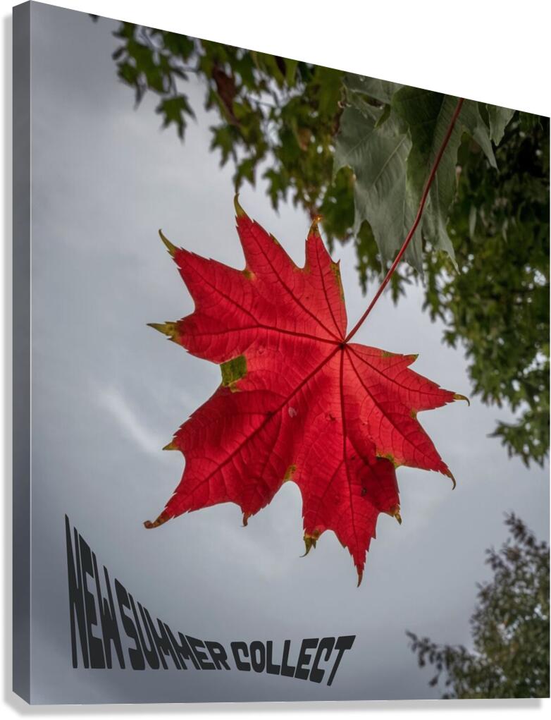 The tree leaf Canvas Print