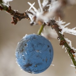 : Frosted Jewel