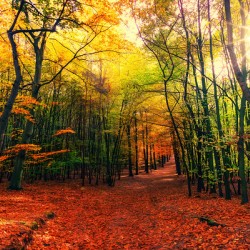 Golden Embrace: Autumns Radiant Path