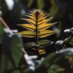 : Sunlit Majesty