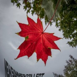 The tree leaf