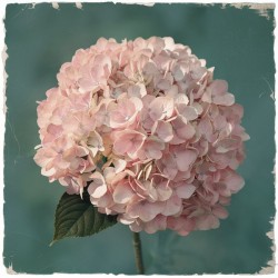 a romantic and nostalgic poster featuring a clust of a bouquet of flowers.
