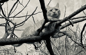 Pie black and white