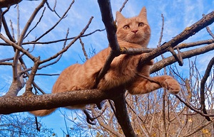 Reach the sky