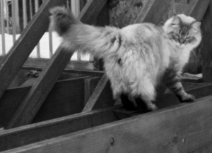 Finding balance to look back