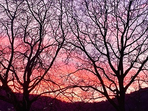 Sunset and branches