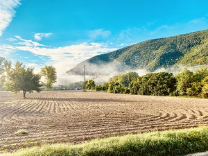 Morning Fog