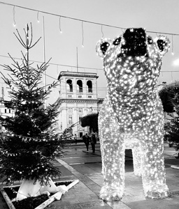 City bear frontal