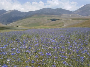 Lavander-me