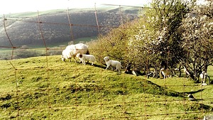 Best sheepland on earth Wales