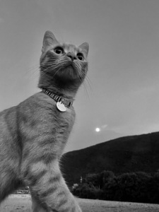 Cat at dusk