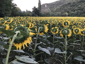 Sunflowers