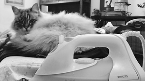 Cat and iron