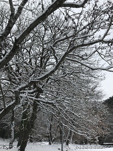 Winterland at the park
