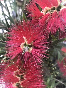 Anti-anxiety flowers