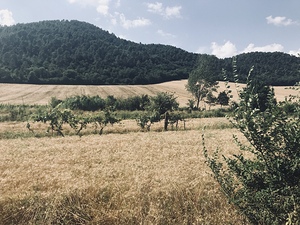 Country views