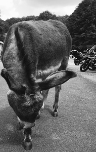 Donkey and scooters