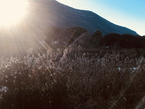 Rays