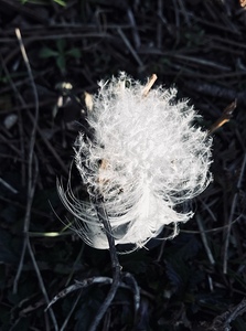 Soft white feather and twigs