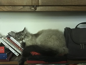  Just sleep on it