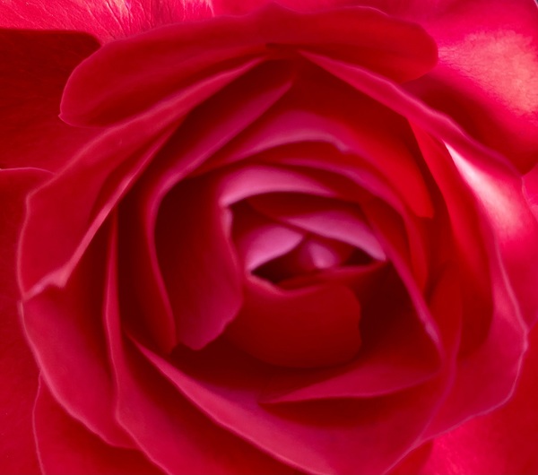 Into a rose… Print
