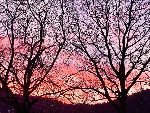 Sunset and branches Print