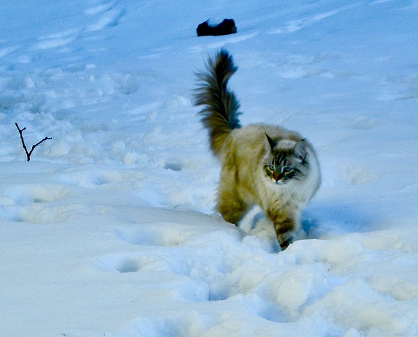 Furtive Siberian cat by PIE