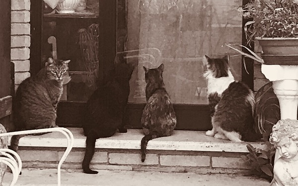 Four cats Print