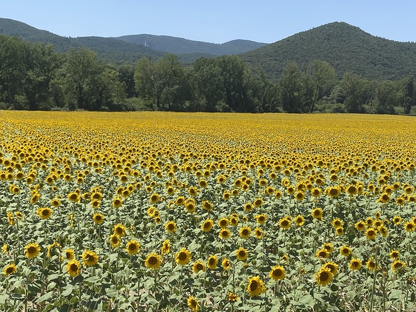 Sunflowerland  Print