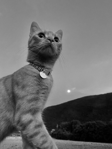 Cat at dusk Print