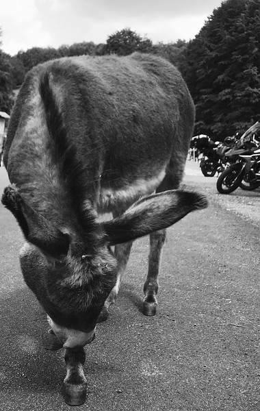 Donkey and scooters by PIE