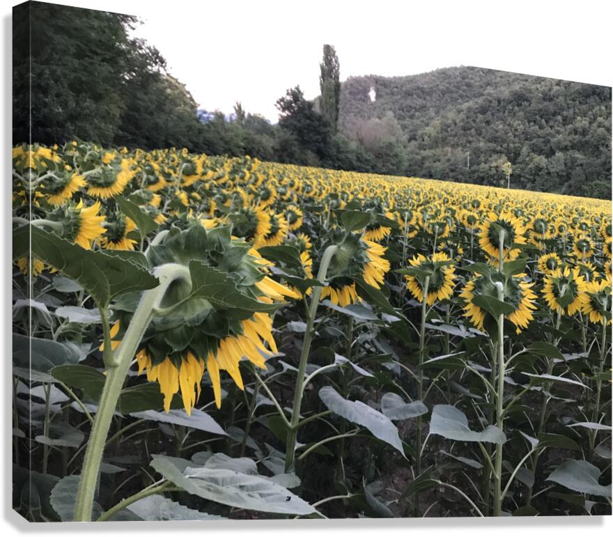 Sunflowers Canvas Print