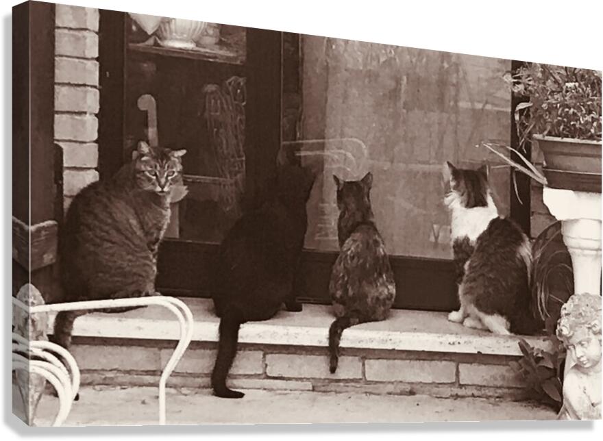 Four cats Canvas Print